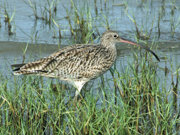 Word Curlew Day