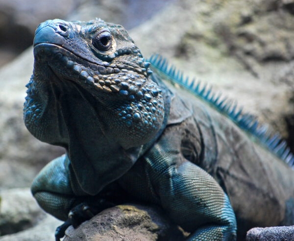 blue iguana