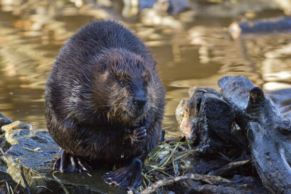 International Beaver Day - Zoo / Animal Special Days & Events Zoo Guide