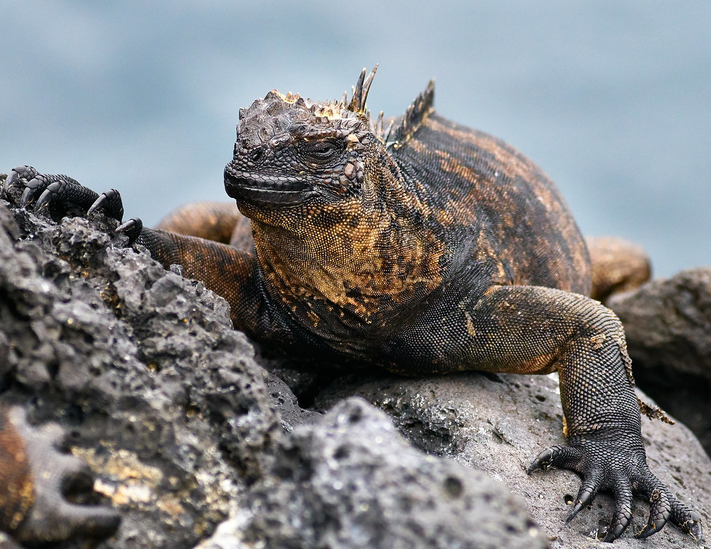 Galapagos Iguana