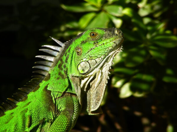 Green Iguana