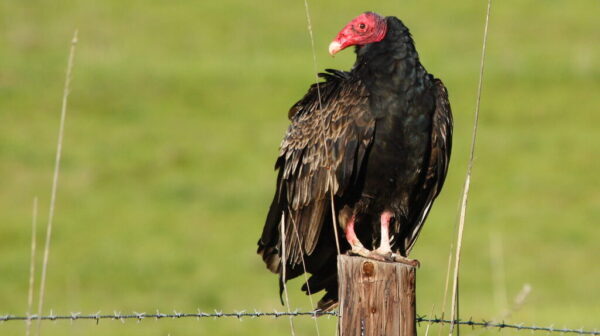 buzzard turkey vulture