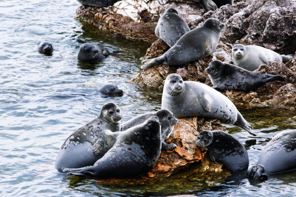 Baikal seals