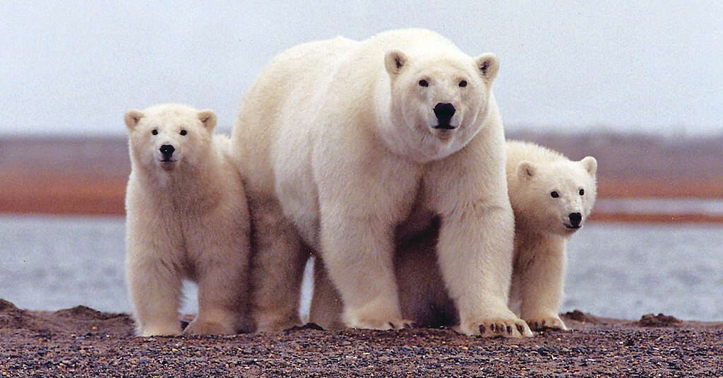 Polar bears