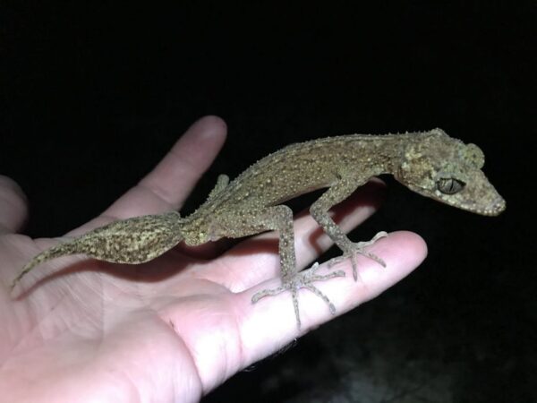 scawfell island leaf tailed gecko