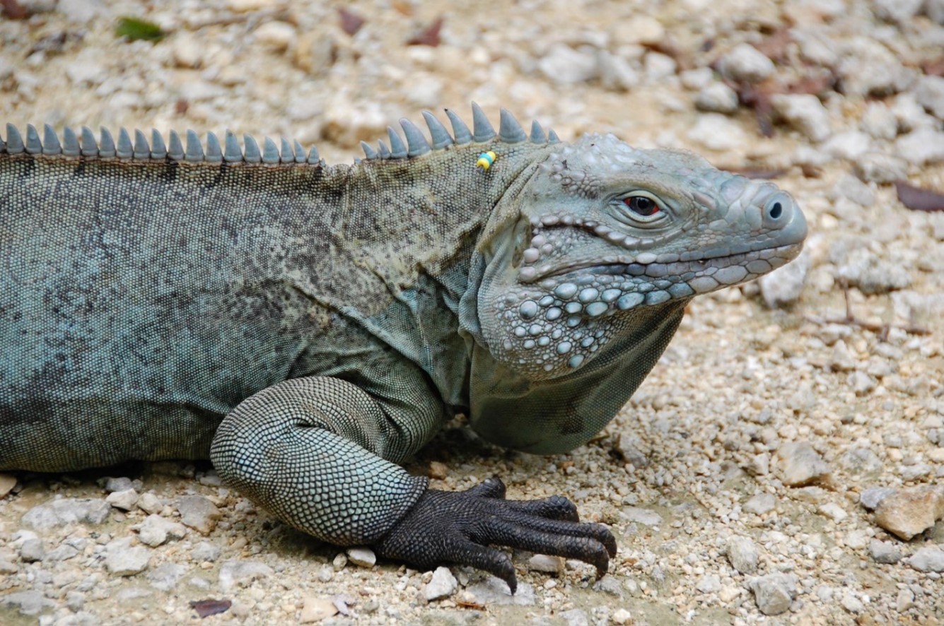 Iguanas! - Zoo Atlanta - Uncategorized Zoo Guide