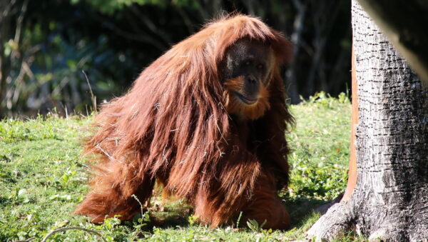 Orangutan