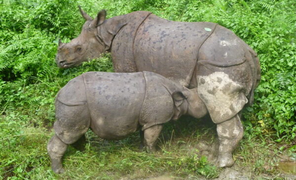 Indian Rhino