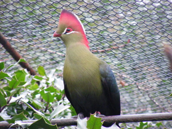 Fischer's Turaco