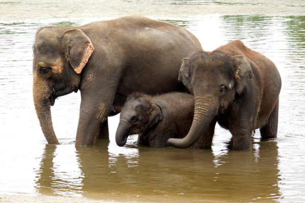 asian elephants