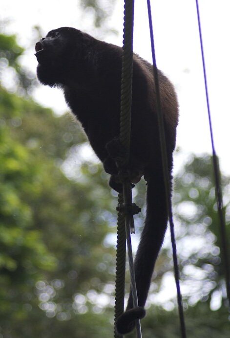 Howler Monkeys: A Profile - Zoo Guide
