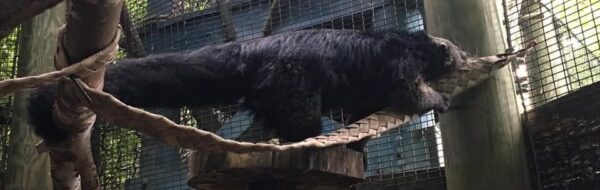 Binturong