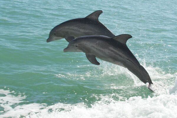 Dolphins