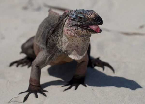 Bahamian Rock Iguana