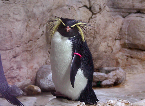 Rockhopper penguin