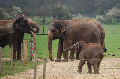 Asian Elephants