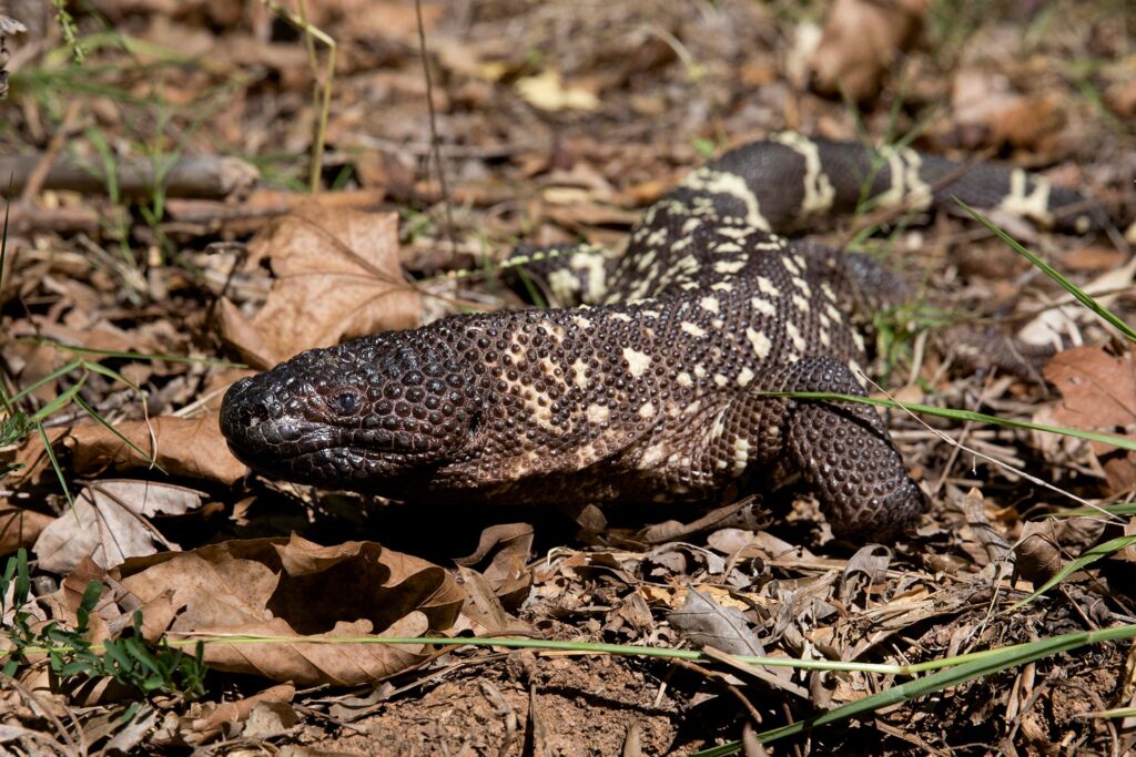 Cognition In Reptiles Zoo Atlanta Zoos USA Atlanta