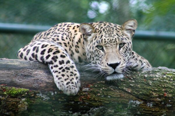 amur leopard