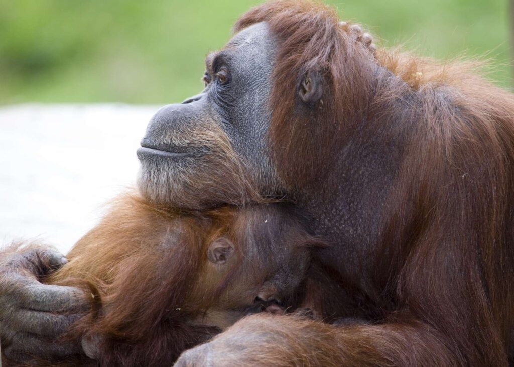 RESERVATIONS FOR MOTHER’S DAY BRUNCH Zoos USA Atlanta