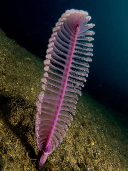 Sea Pen