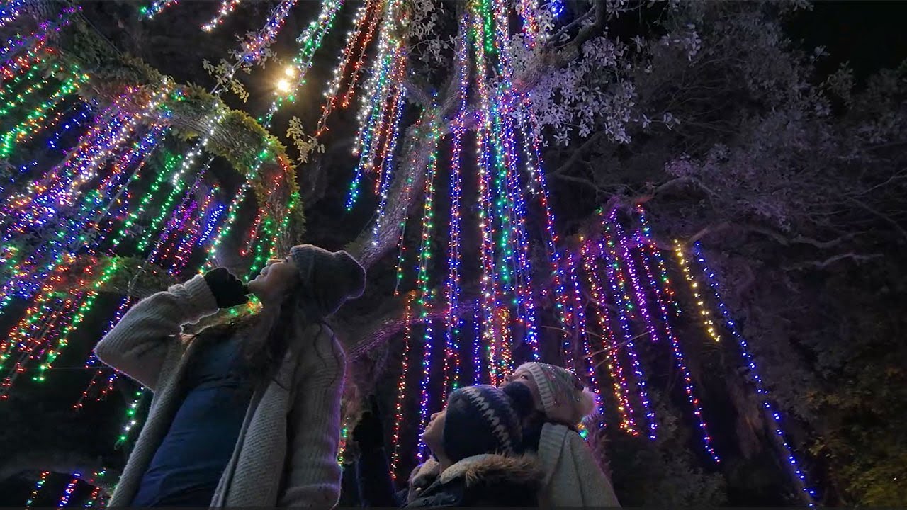 "Go See Zoo Lights Now!" Zoos USA Texas Houston Zoo Zoo Guide