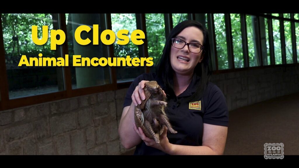 Zoo Atlanta's Virtual Field Trips Zoos USA Atlanta Zoo