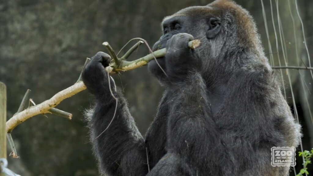 Animal Nutrition Partners Zoo Guide