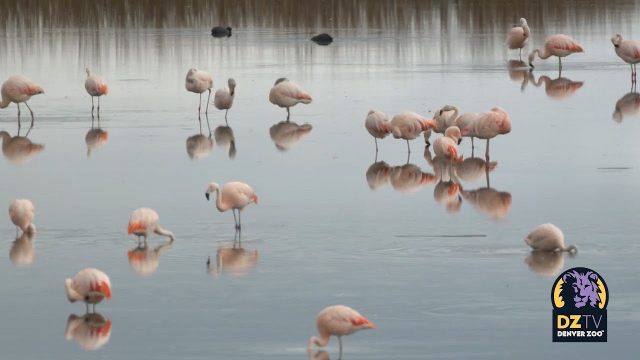 Celebrate International Flamingo Day! ? Zoo Guide