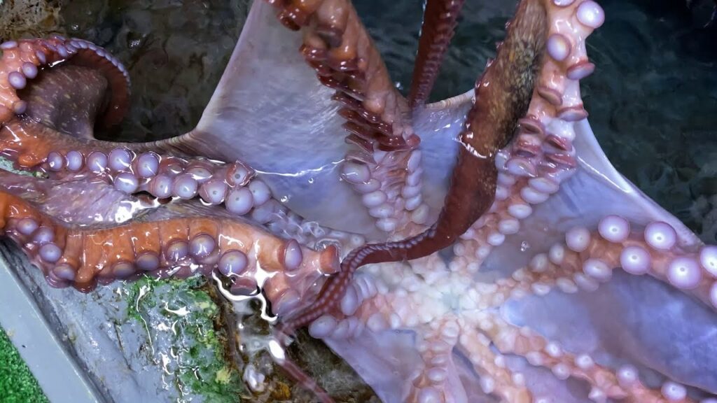 Octopus Art At Toledo Zoo! Zoos USA Ohio Toledo Zoo Zoo Guide
