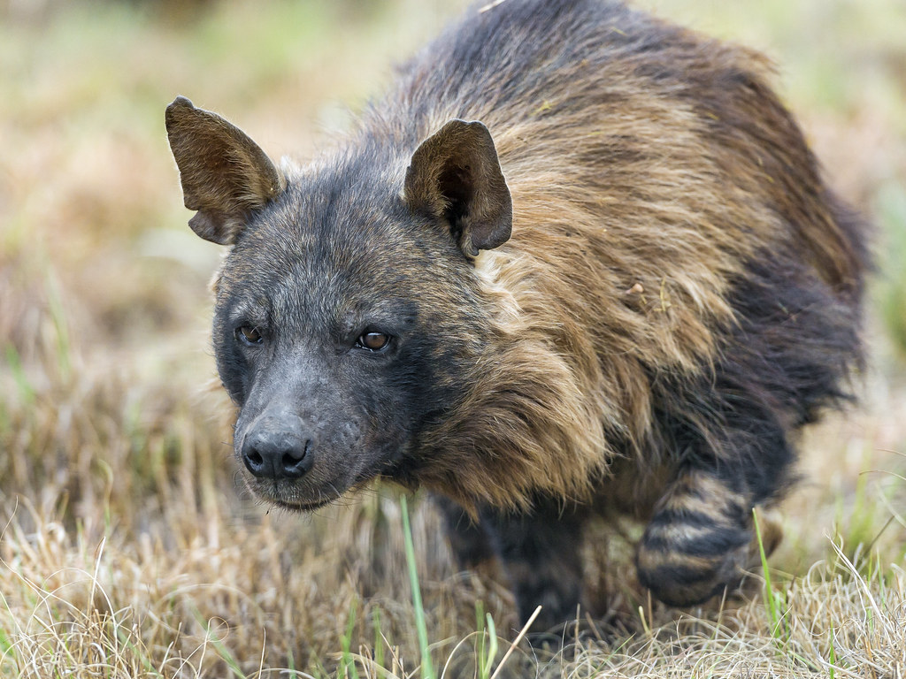 Brown Hyena