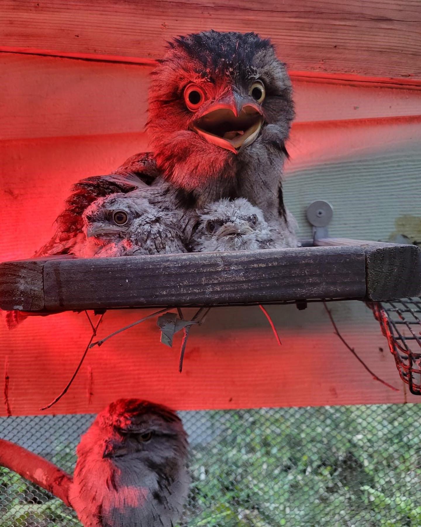 Jabba Is Phenomenal: Our Avian Dad Of The Year! - Zoos - USA - Georgia