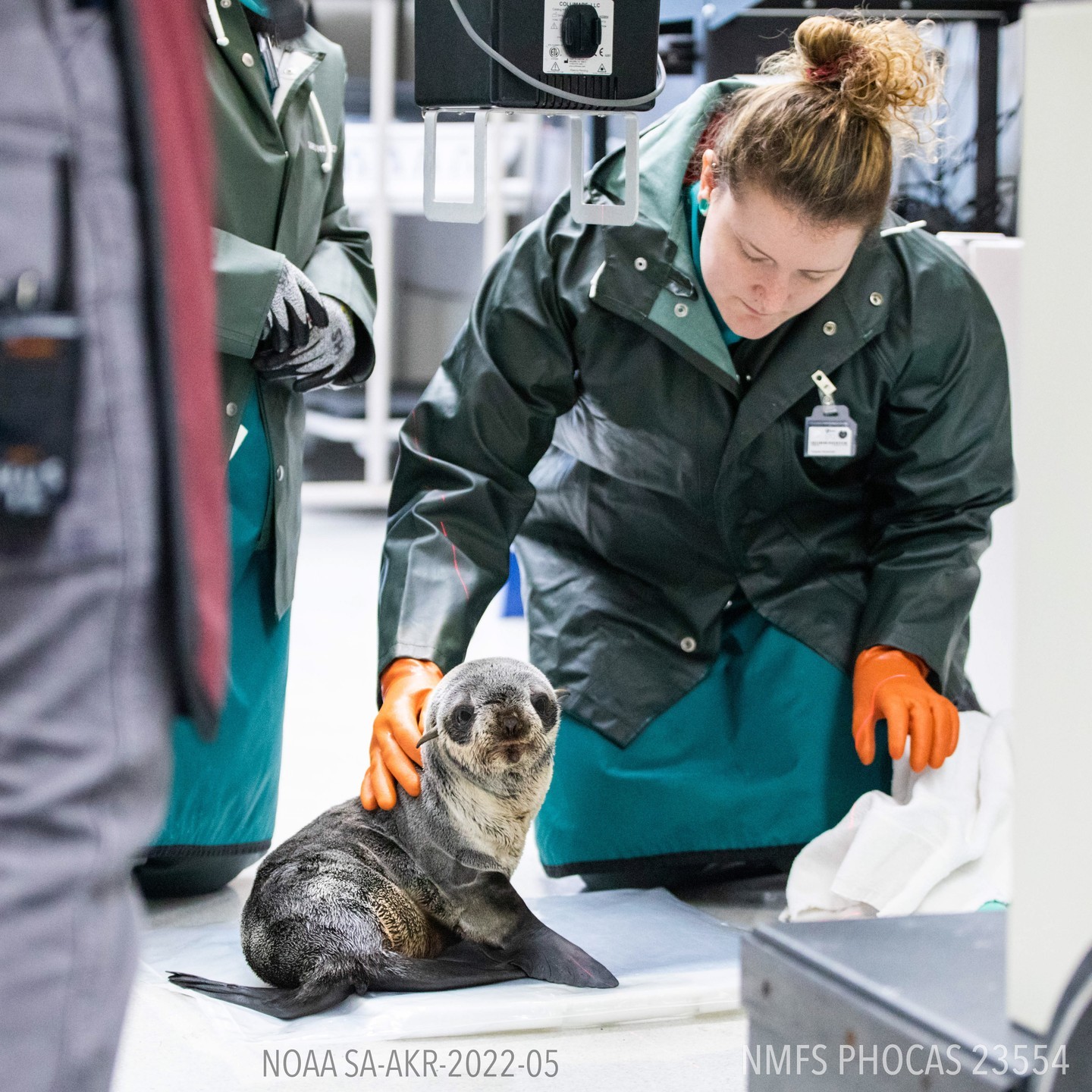 Patient Update: Progress Of Fur Seal From Eating... - Zoos - USA ...