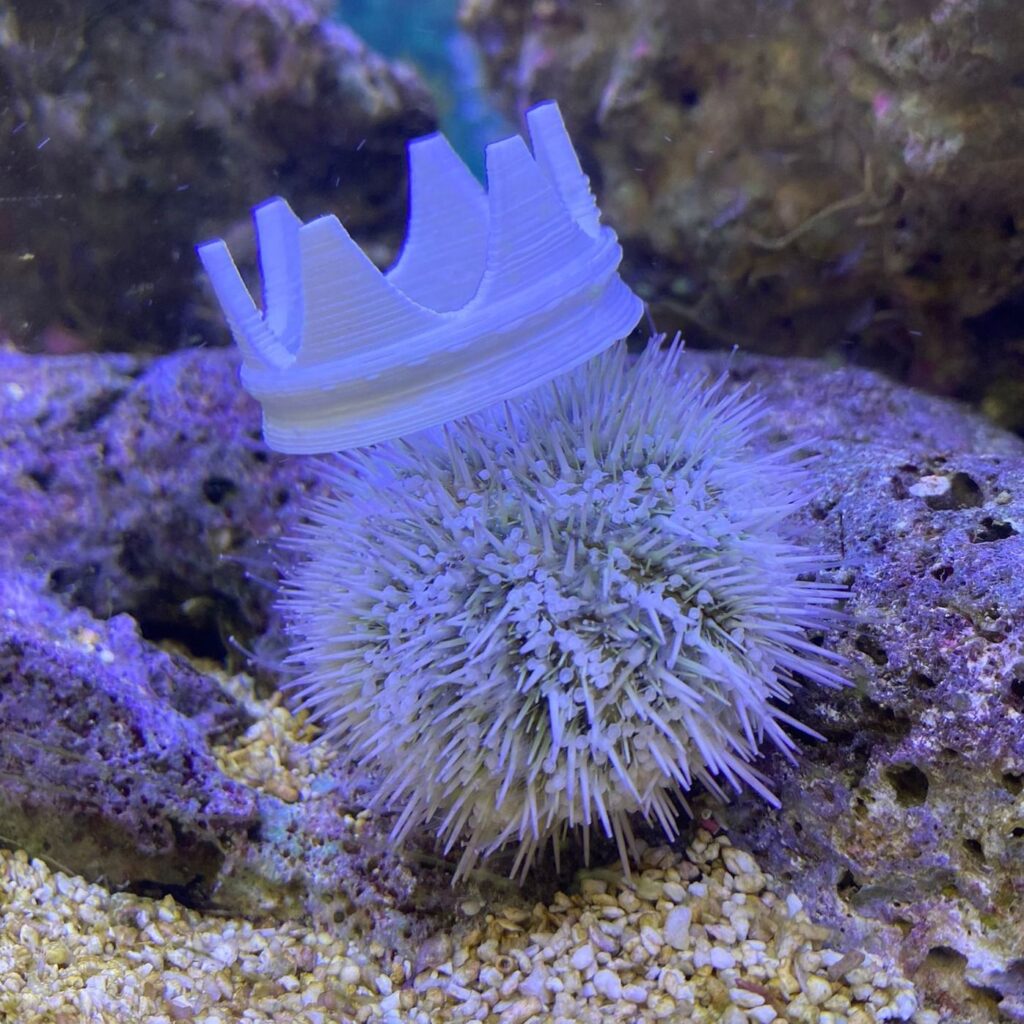 Our Pin Cushion Sea Urchin's Wardrobe Gets a Fashionable Upgrade Zoo