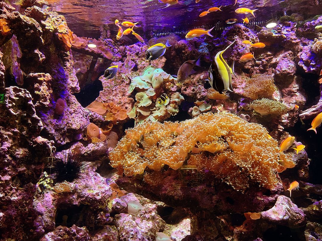 Discover the Mysteries of the Ocean at The Dallas Aquarium and Immerse Yourself in a World of