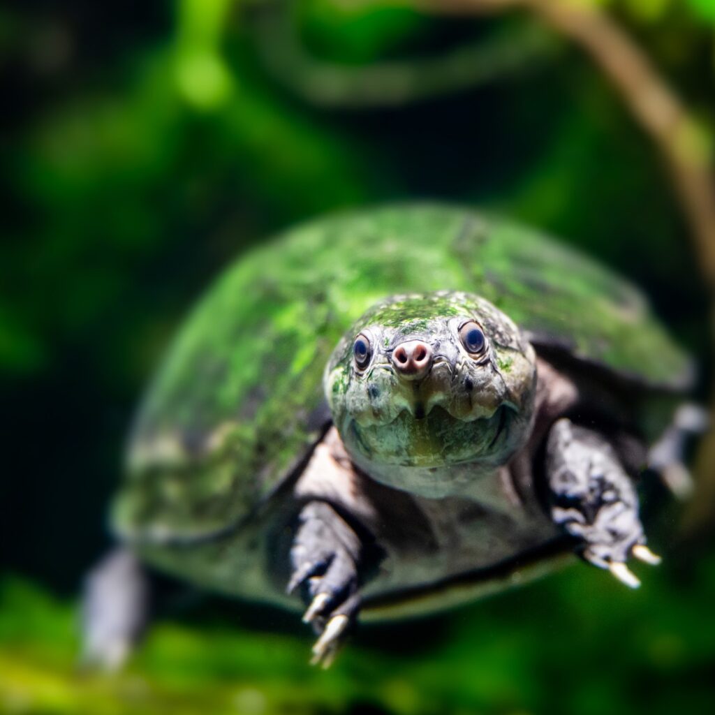 This Omnivorous Species of Amazon River Turtle Has a Prominent Shell