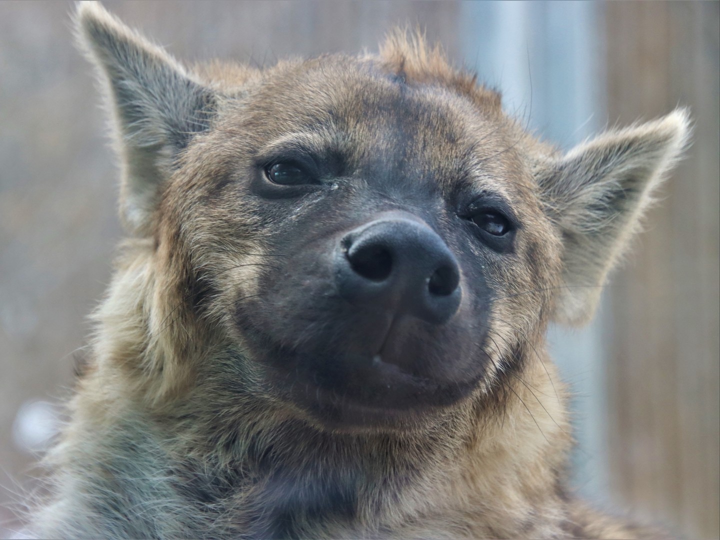 Tavi The Spotted Hyena And Some Of Our Guests Exhibit Their Smile Power ...