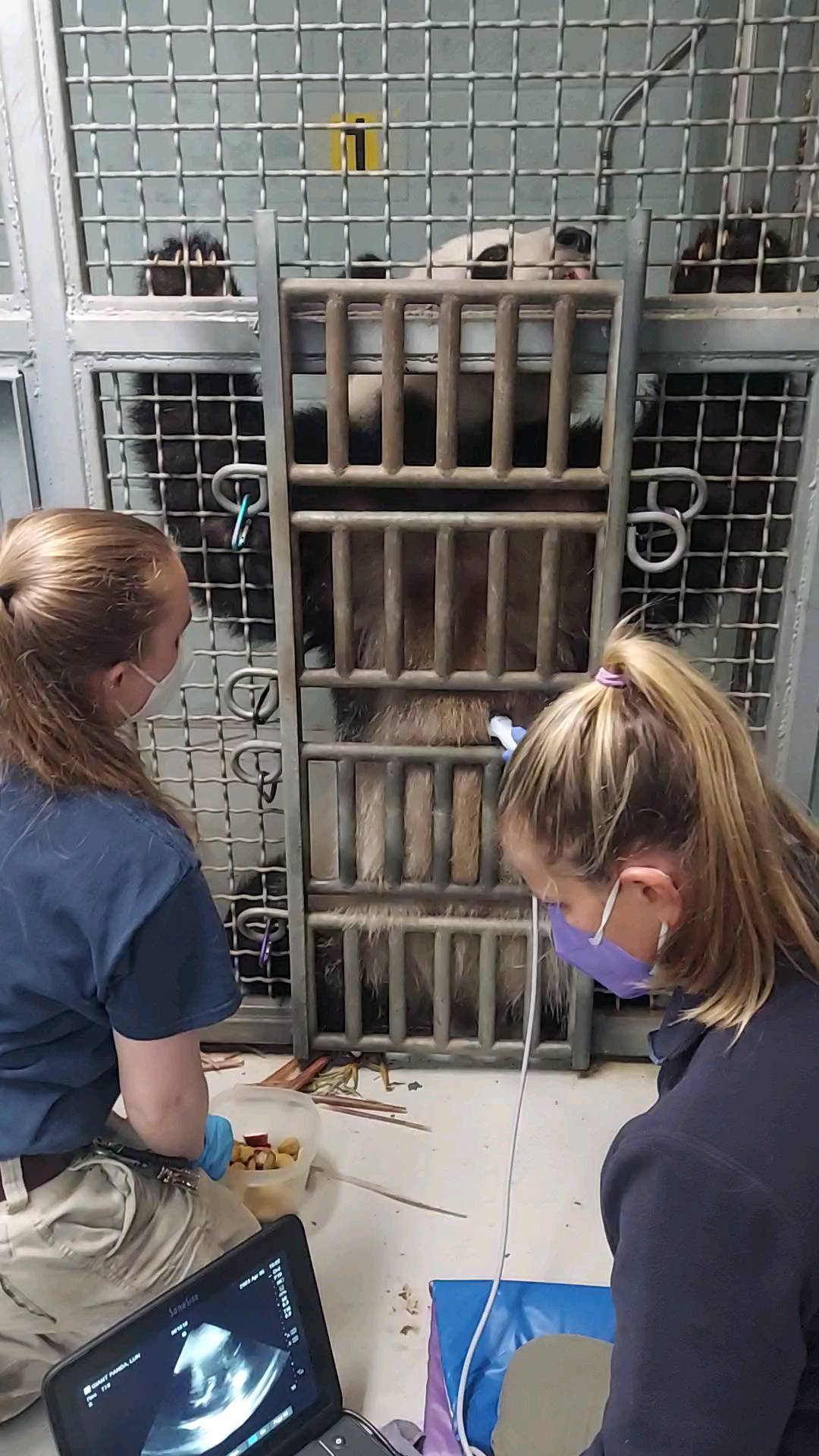 Training The Panda With Our Veterinary Team For Years - Zoos - USA ...