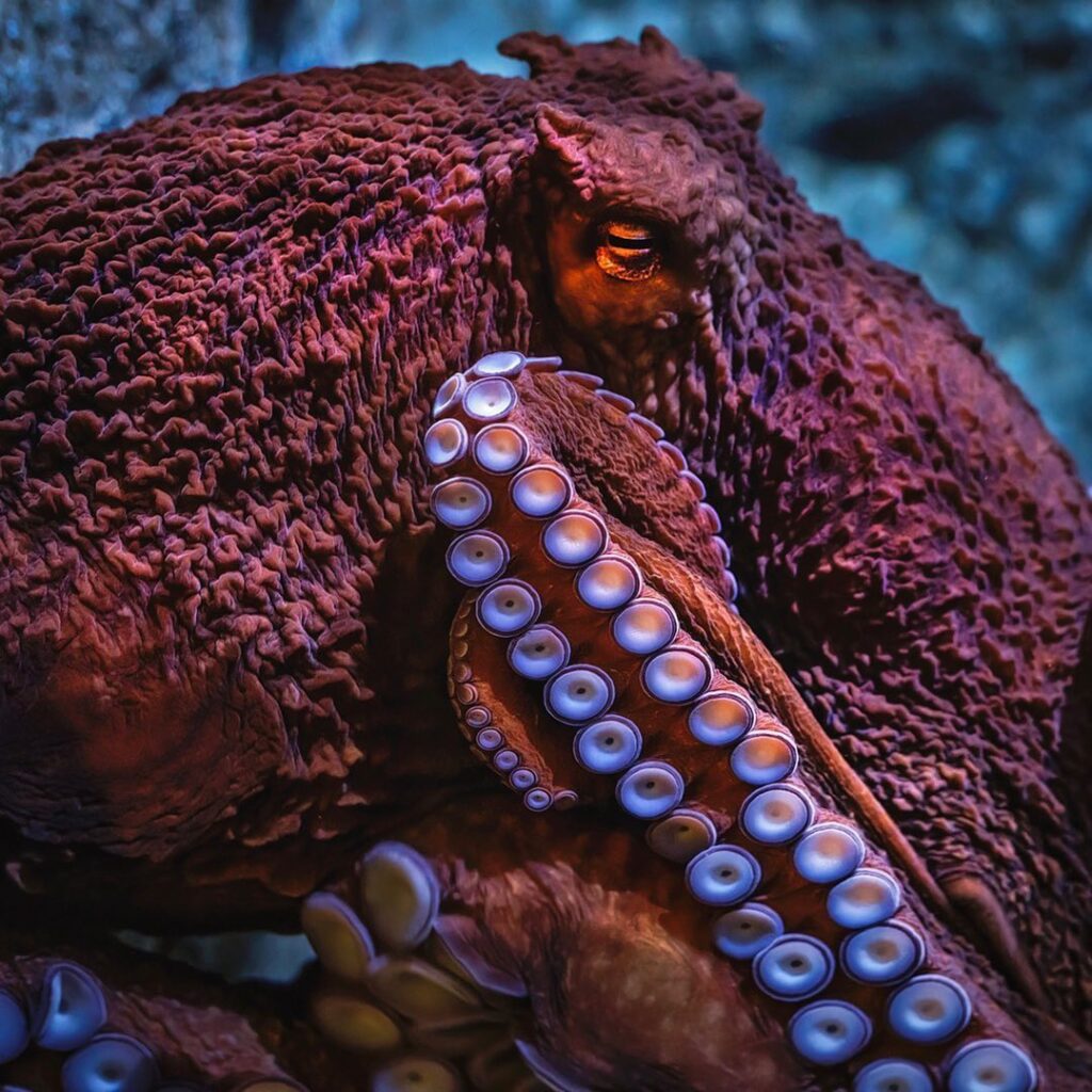 Captivating Picture Of A Grindylow By Robin Riggs. - Zoos - USA ...