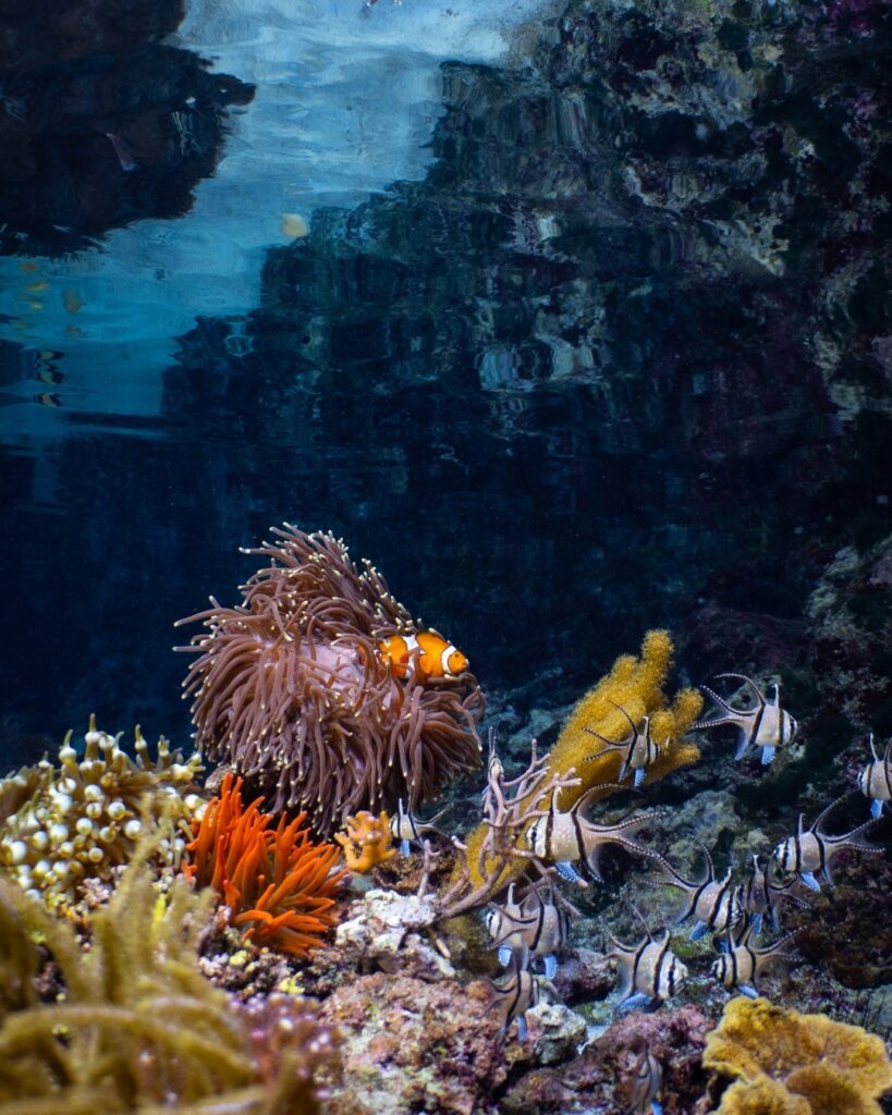 Explore The Lagoon Underwater Zoos USA Aquarium