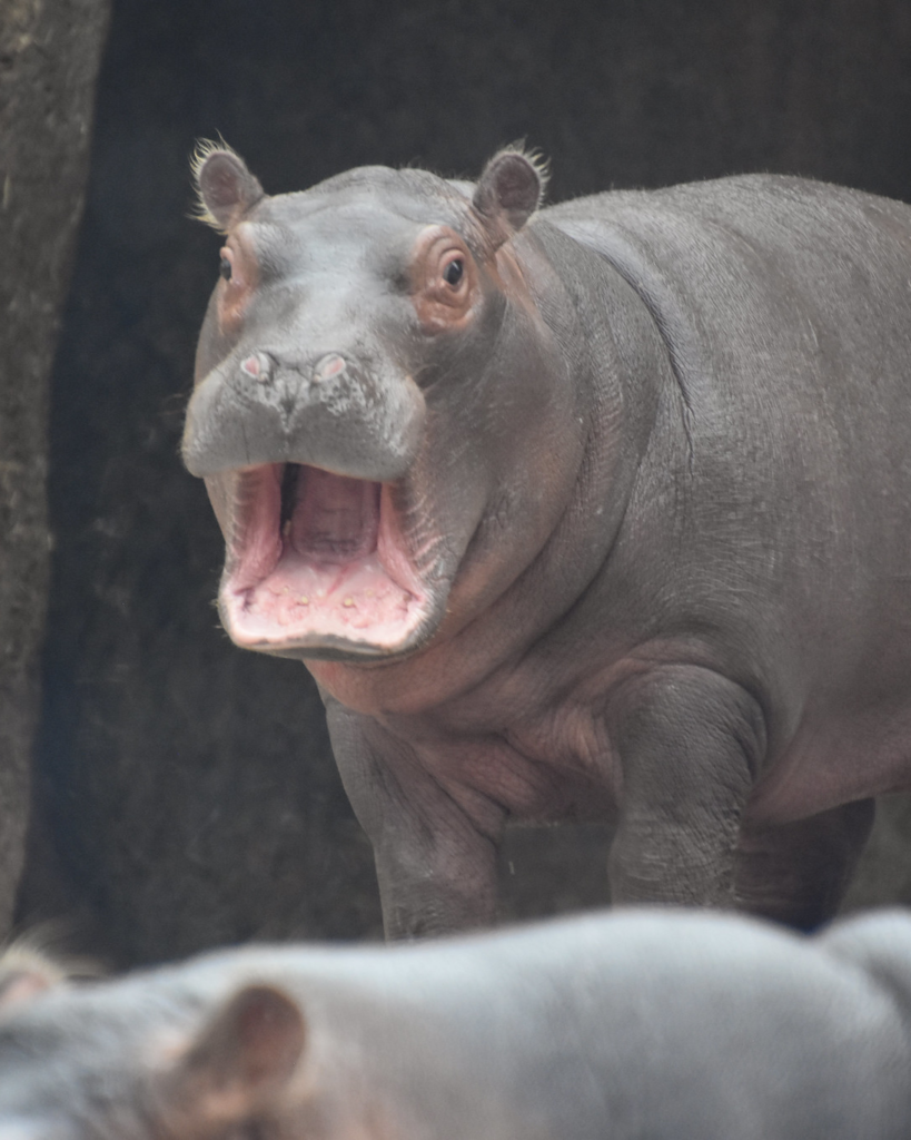 Fritz The Baby Hippo Hits 600 Pounds At 8.5 Months, While Fiona Falls