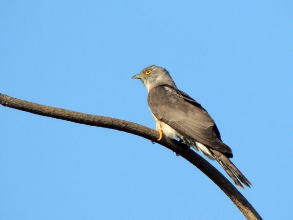 Cuckoo Bird