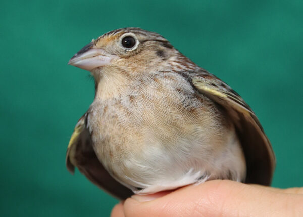 grasshopper sparrow