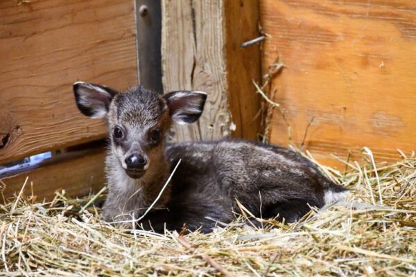 Tufted Deer