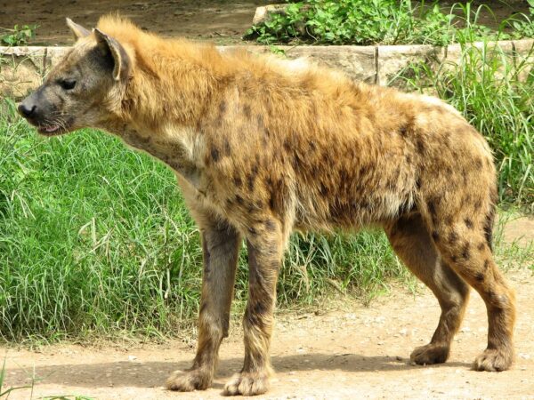 Spotted Hyena