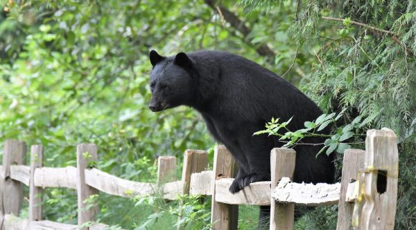 Into the Wild: The Intriguing Lives of Black Bears on National Black ...