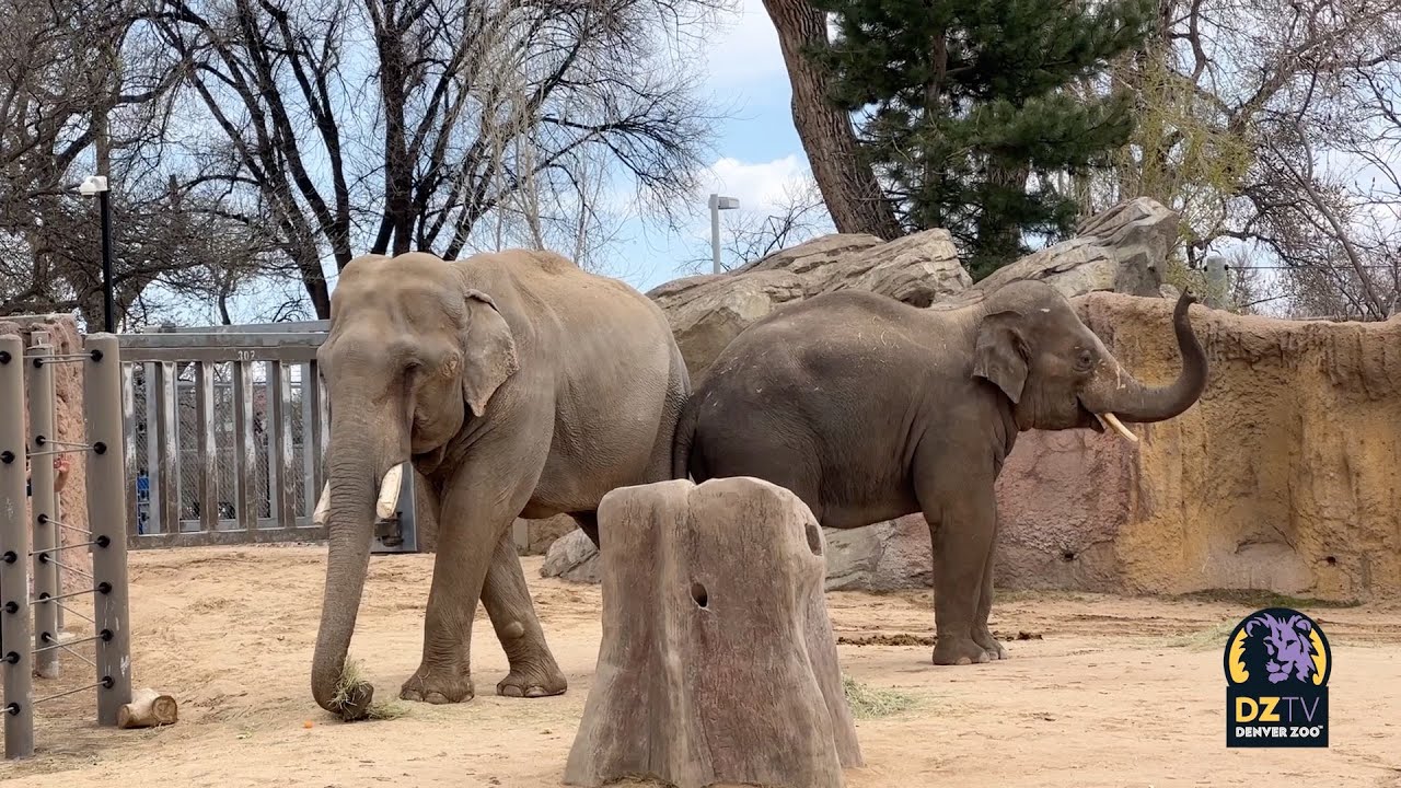 Duncan Tours Denver Zoo's New Home Zoos USA Colorado Denver Zoo