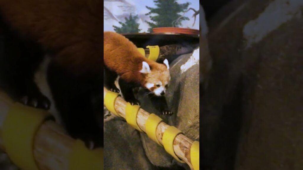Awesome Climbers Red Pandas! Zoo Guide