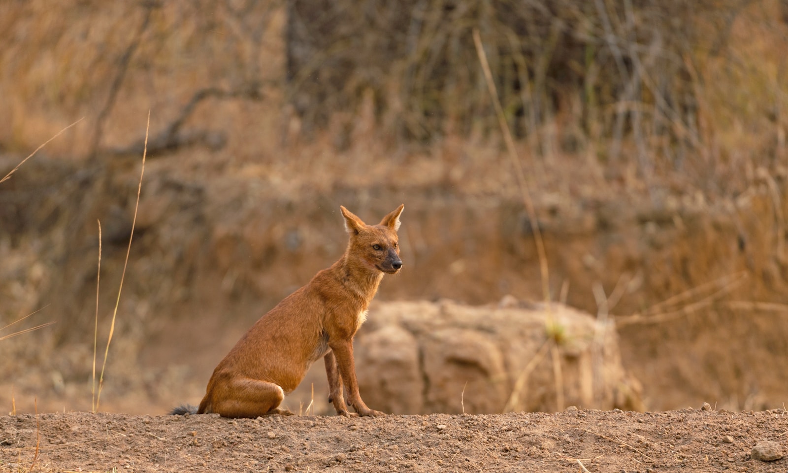 Dhole