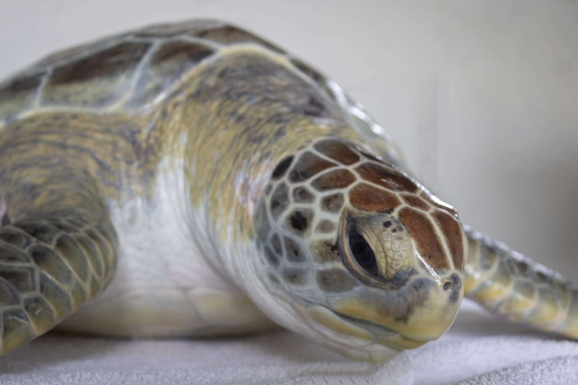 Releasing Banana The Green Sea Turtle After 14-Month Stay - Zoos - USA ...