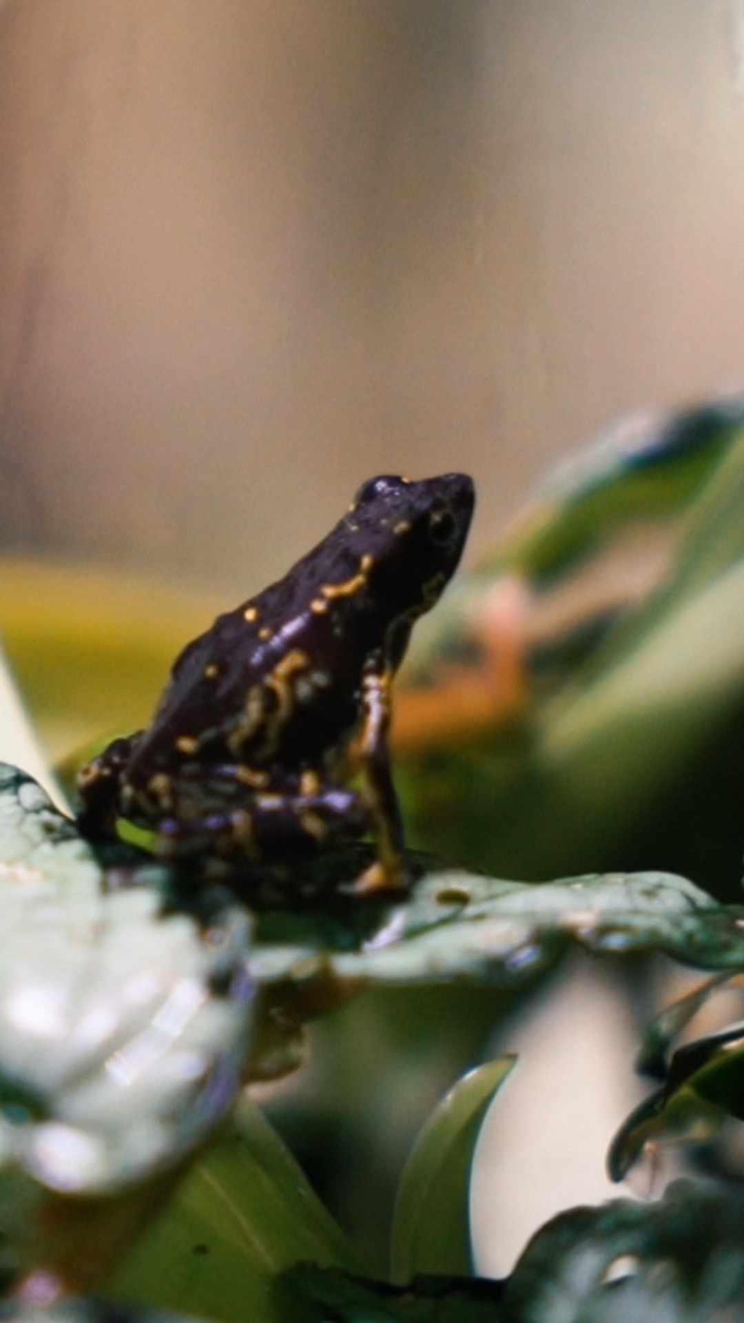 National Frog Jumping Day at The Dallas World Aquarium and revel in the